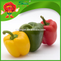 Vente chaude de poivrons verts et verts frais / capsicum vert frais